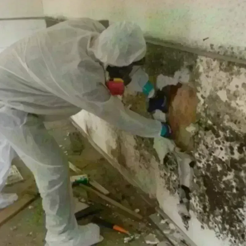 Mold Remediation and Removal in Reeves County, TX